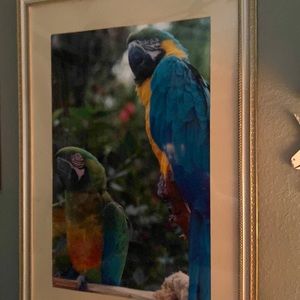 Original photo of parrot taken in Caribbean’s by photographer